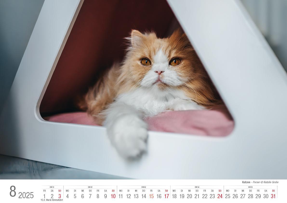 Bild: 9783965352360 | Katzen 2025 Bildkalender A3 quer - Natalie Große | Holger Klaes | 2025