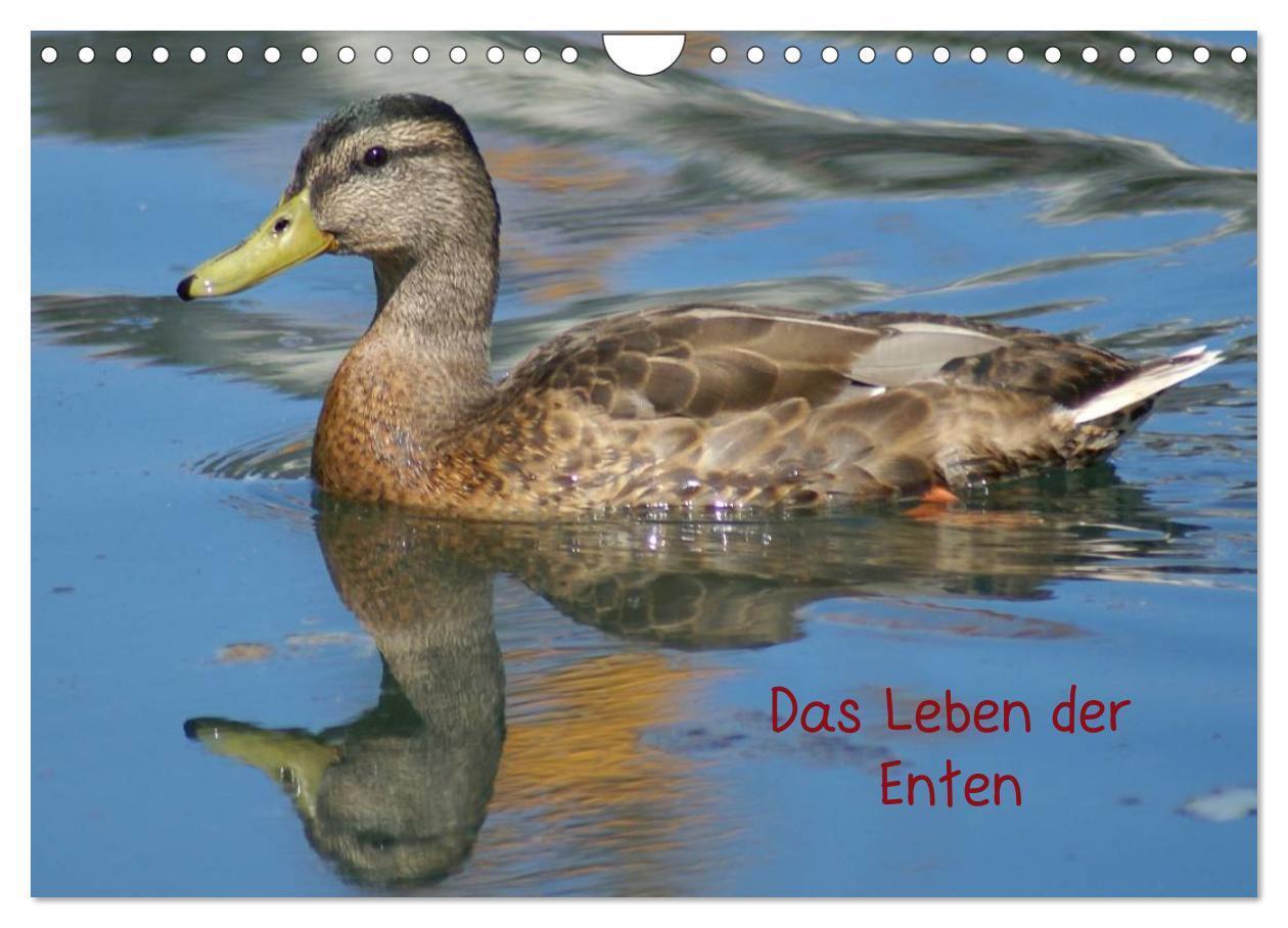 Cover: 9783435840779 | Das Leben der Enten (Wandkalender 2025 DIN A4 quer), CALVENDO...