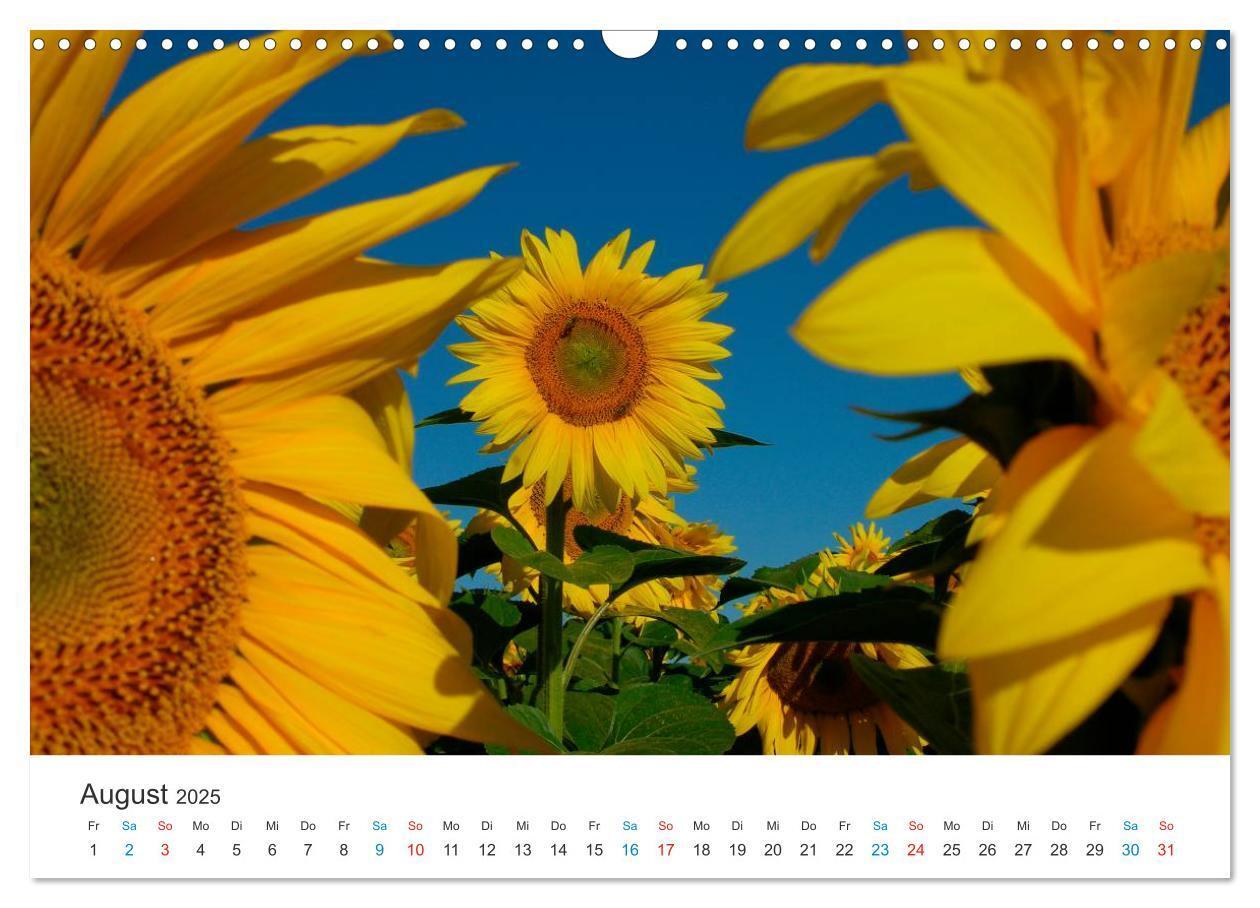 Bild: 9783435788019 | Sonnenblumen 2025 (Wandkalender 2025 DIN A3 quer), CALVENDO...