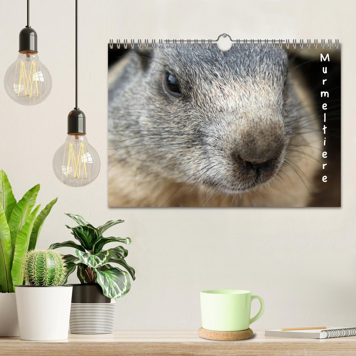 Bild: 9783435784622 | Murmeltiere (Wandkalender 2025 DIN A4 quer), CALVENDO Monatskalender