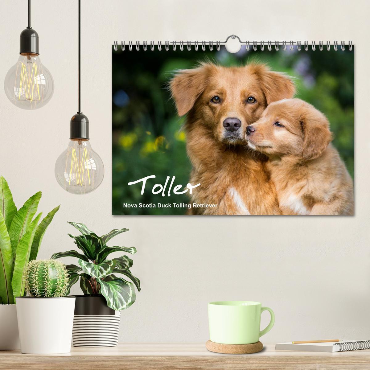 Bild: 9783435629770 | Toller - Nova Scotia Duck Tolling Retriever (Wandkalender 2025 DIN...