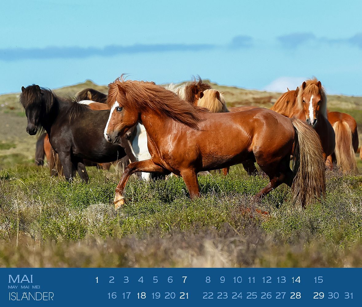 Bild: 9783964120748 | Isländer 2025 | Isländische Pferde | Gabriele Boiselle | Kalender