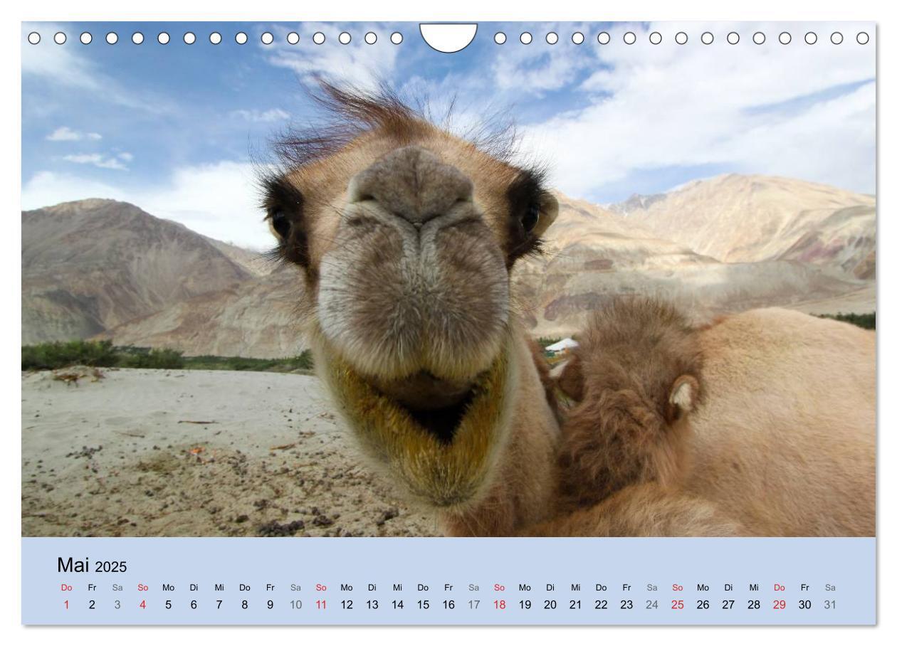 Bild: 9783435592197 | Kamel Porträt (Wandkalender 2025 DIN A4 quer), CALVENDO Monatskalender