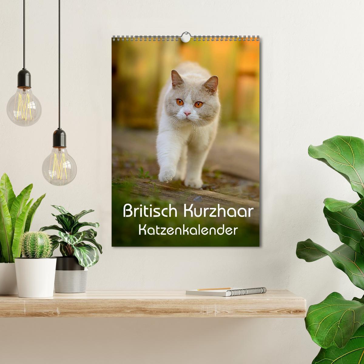 Bild: 9783457064665 | Britisch Kurzhaar Katzenkalender (Wandkalender 2025 DIN A3 hoch),...