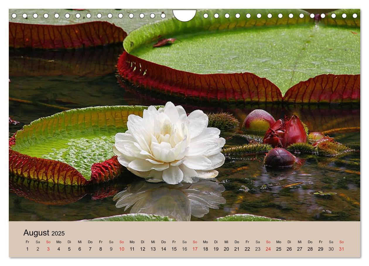 Bild: 9783435720507 | Brasilien. Impressionen (Wandkalender 2025 DIN A4 quer), CALVENDO...