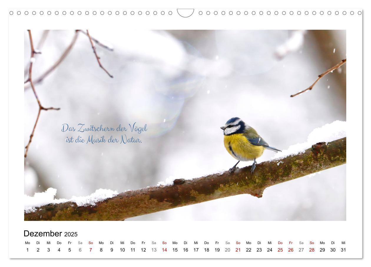 Bild: 9783383972850 | Vögel und geflügelte Worte (Wandkalender 2025 DIN A3 quer),...