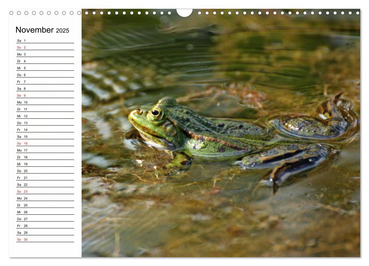 Bild: 9783435542659 | Amphibien und Reptilien (Wandkalender 2025 DIN A3 quer), CALVENDO...