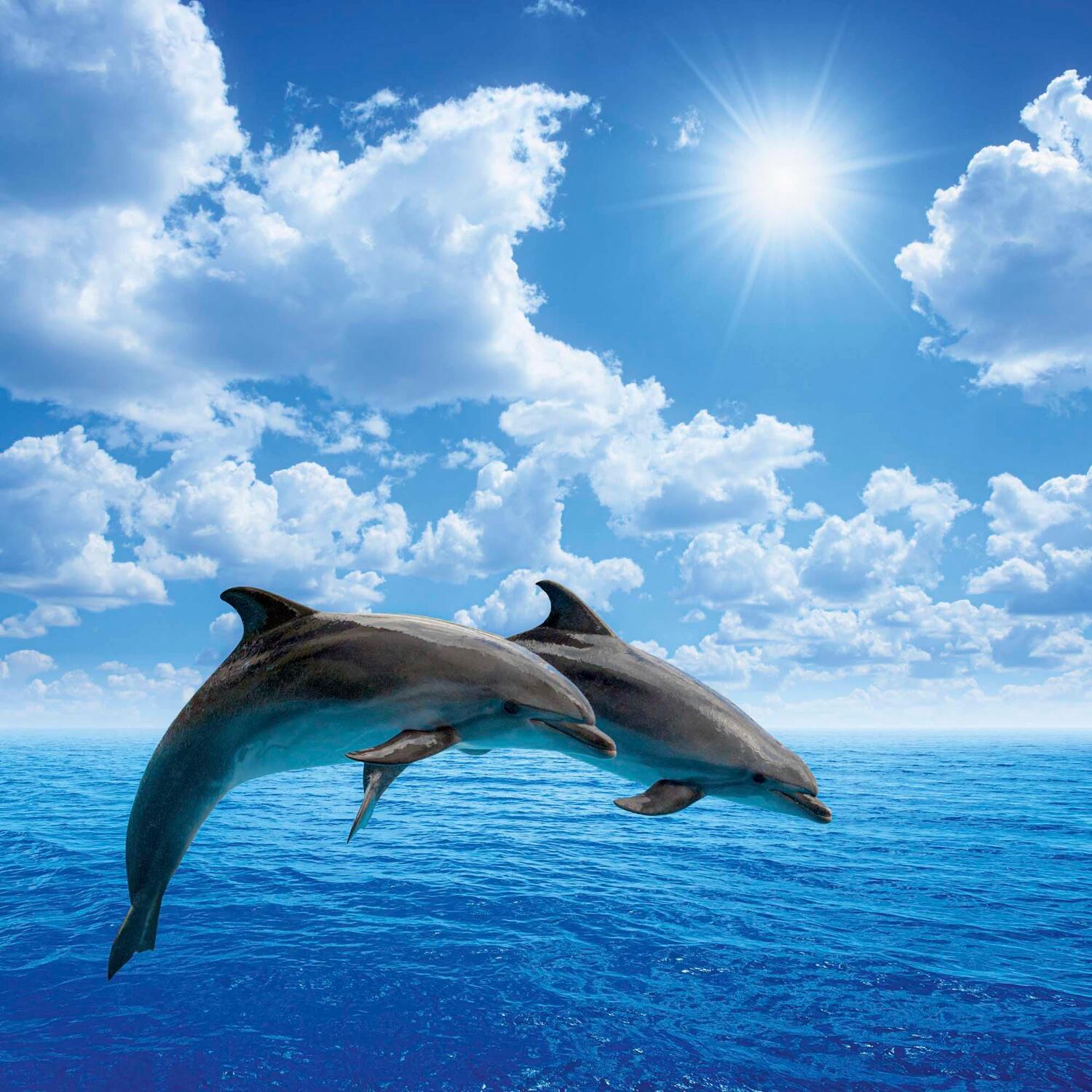 Bild: 9783959294508 | Dolphins/Delfine 2025 | Kalender 2025 | Kalender | Artwork Edition