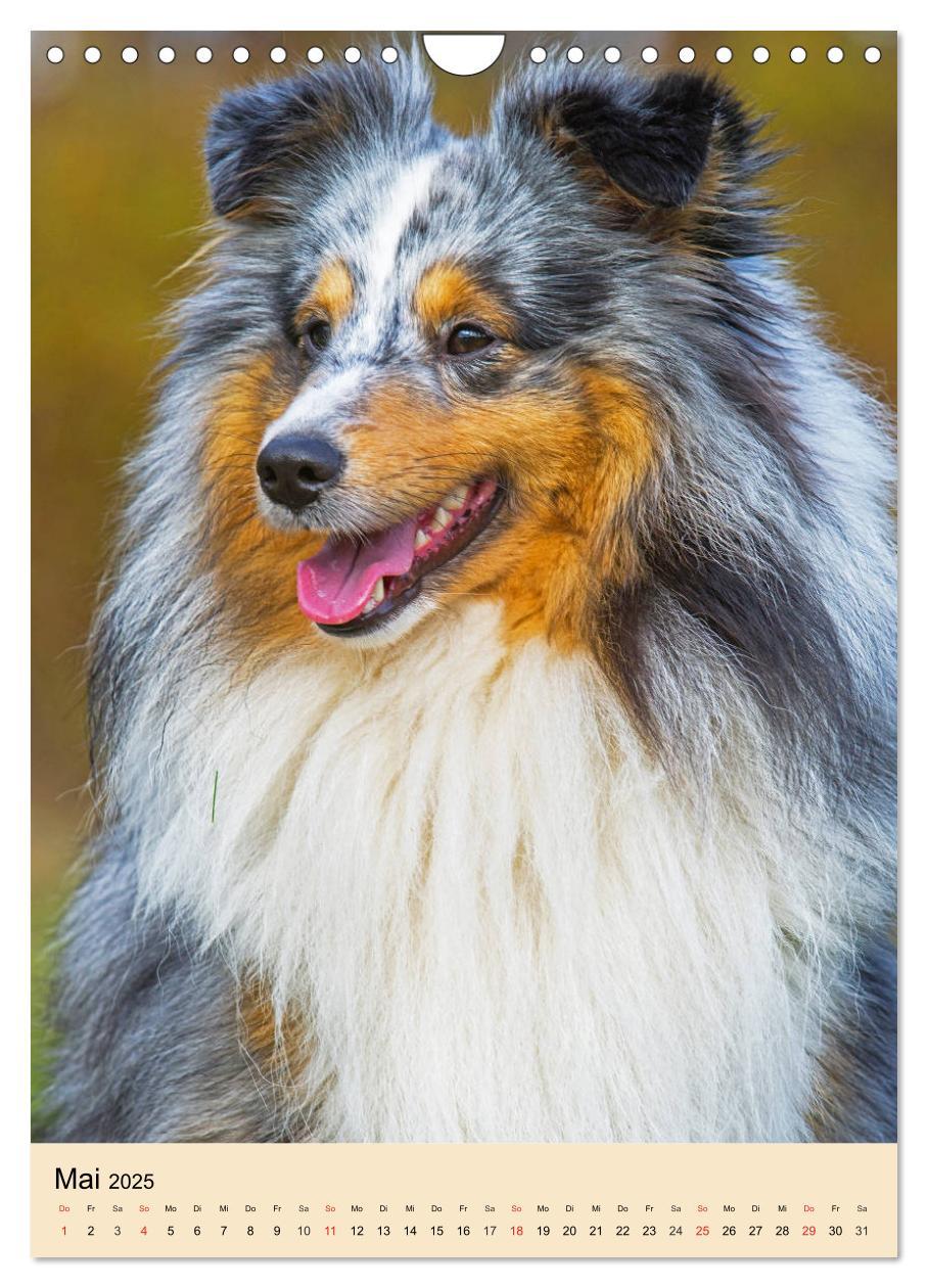 Bild: 9783435960545 | Sheltie - Wirbelwind auf 4 Pfoten (Wandkalender 2025 DIN A4 hoch),...