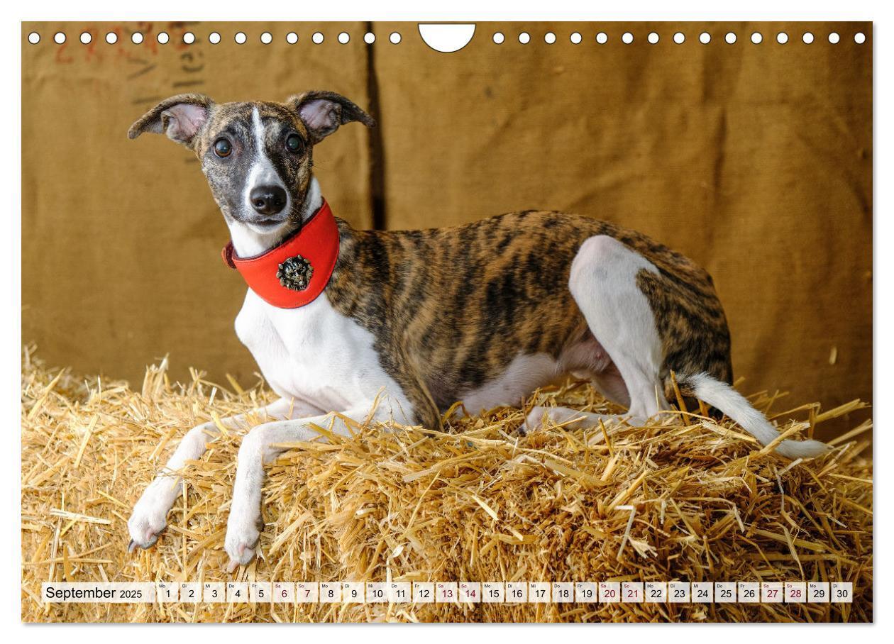 Bild: 9783383941917 | Der Whippet - ein Seelenhund (Wandkalender 2025 DIN A4 quer),...