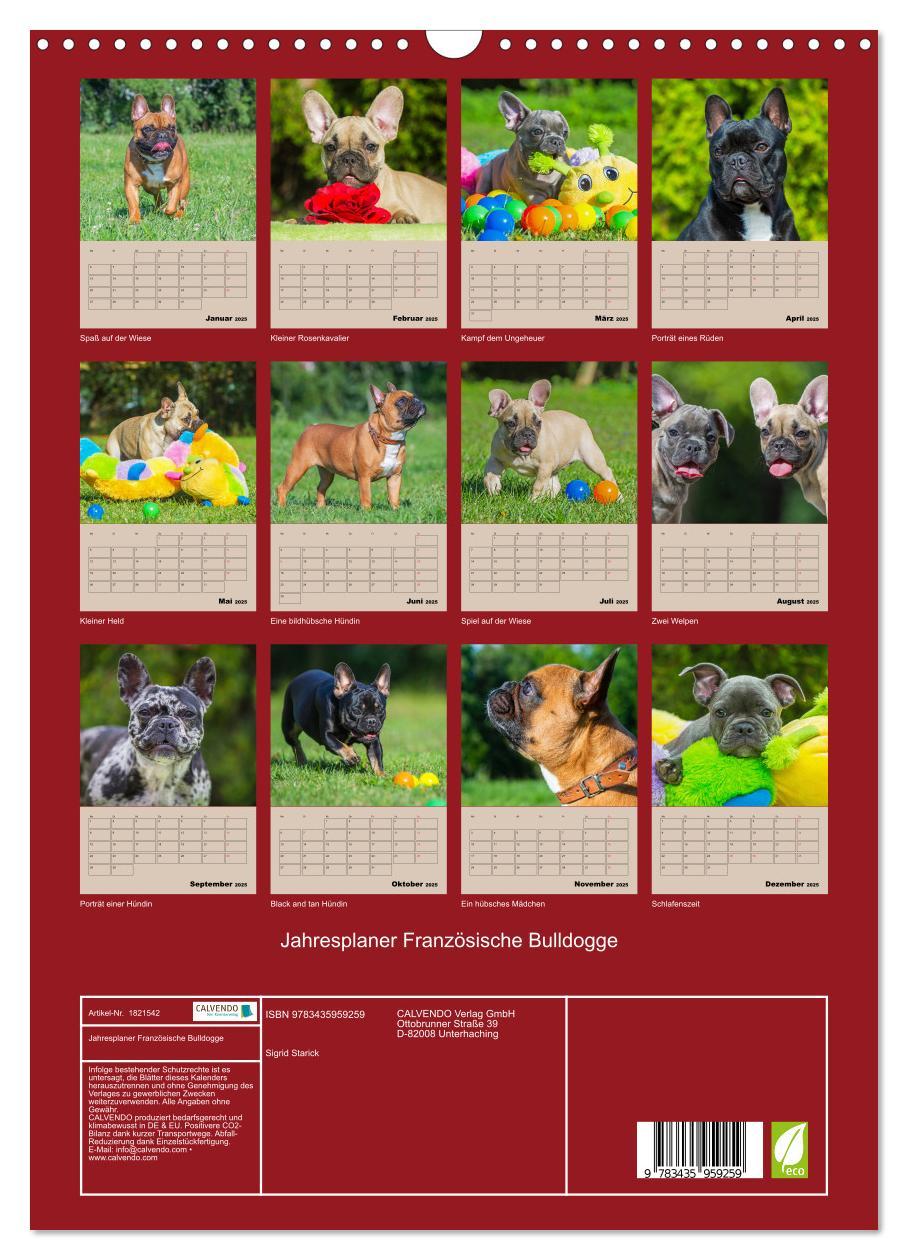 Bild: 9783435959259 | Jahresplaner Französische Bulldogge (Wandkalender 2025 DIN A3...