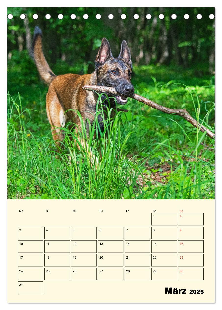 Bild: 9783435944293 | Familienplaner Tausendsassa Malinois (Tischkalender 2025 DIN A5...