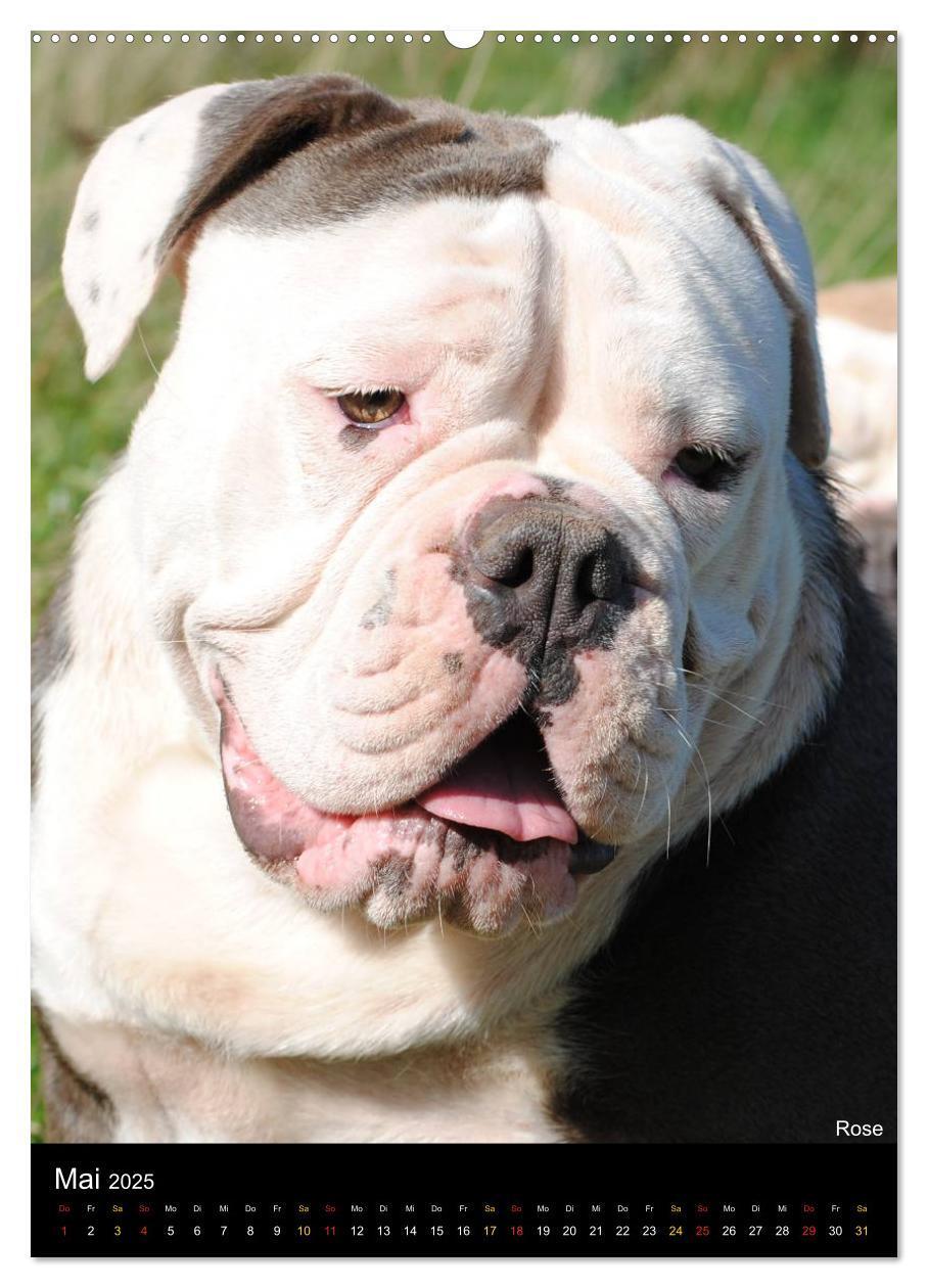 Bild: 9783457070079 | Bulldoggen-Gesichter (Wandkalender 2025 DIN A2 hoch), CALVENDO...