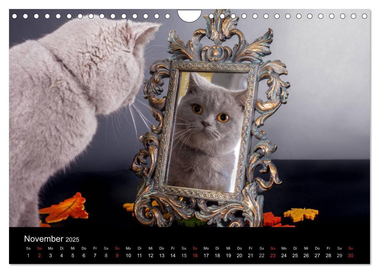 Bild: 9783435833924 | Britisch Kurzhaar Katzen (Wandkalender 2025 DIN A4 quer), CALVENDO...