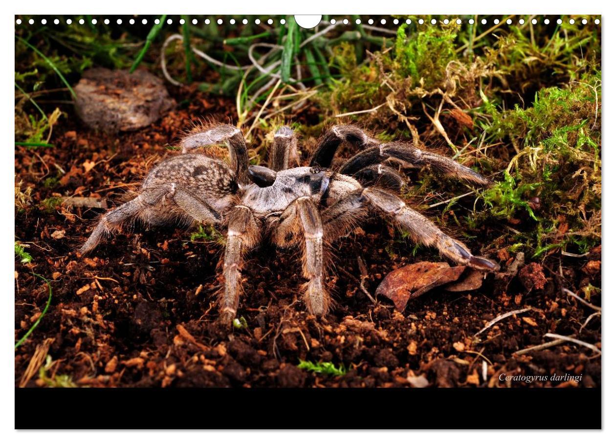 Bild: 9783435775866 | Vogelspinnen - Tarantulas (Wandkalender 2025 DIN A3 quer), CALVENDO...