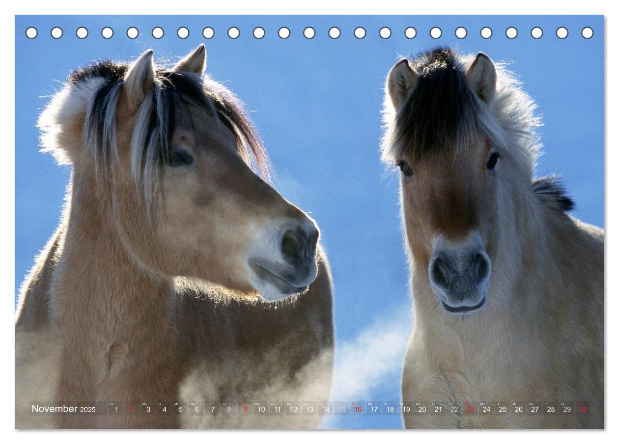 Bild: 9783435752515 | Fjordpferde - Norweger (Tischkalender 2025 DIN A5 quer), CALVENDO...