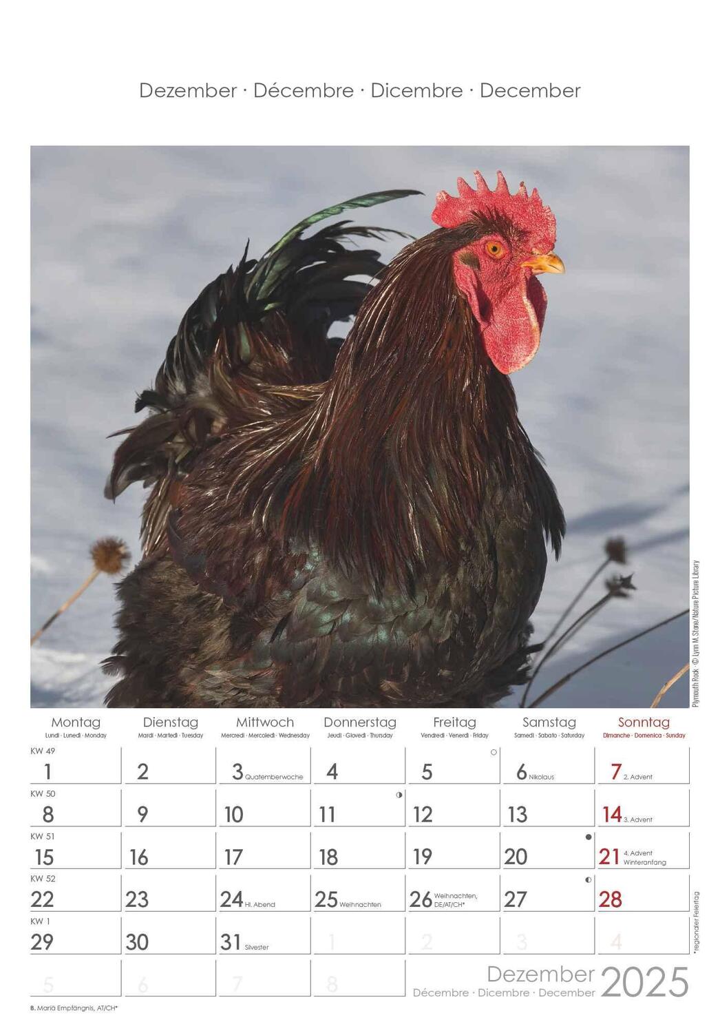 Bild: 4251732344351 | Hühner 2025 - Bildkalender 23,7x34 cm - Kalender mit Platz für...