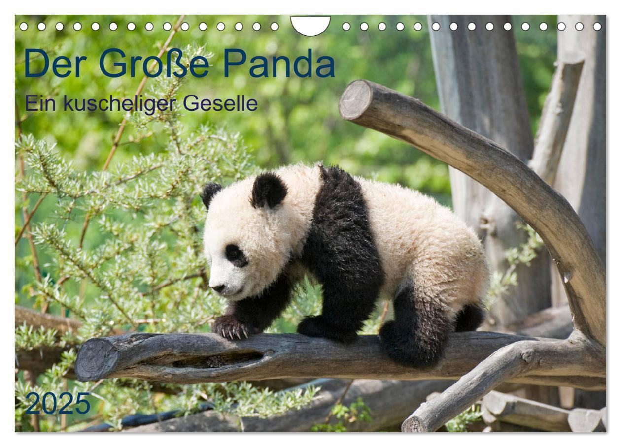 Cover: 9783435179428 | Der Große Panda Ein kuscheliger Geselle (Wandkalender 2025 DIN A4...