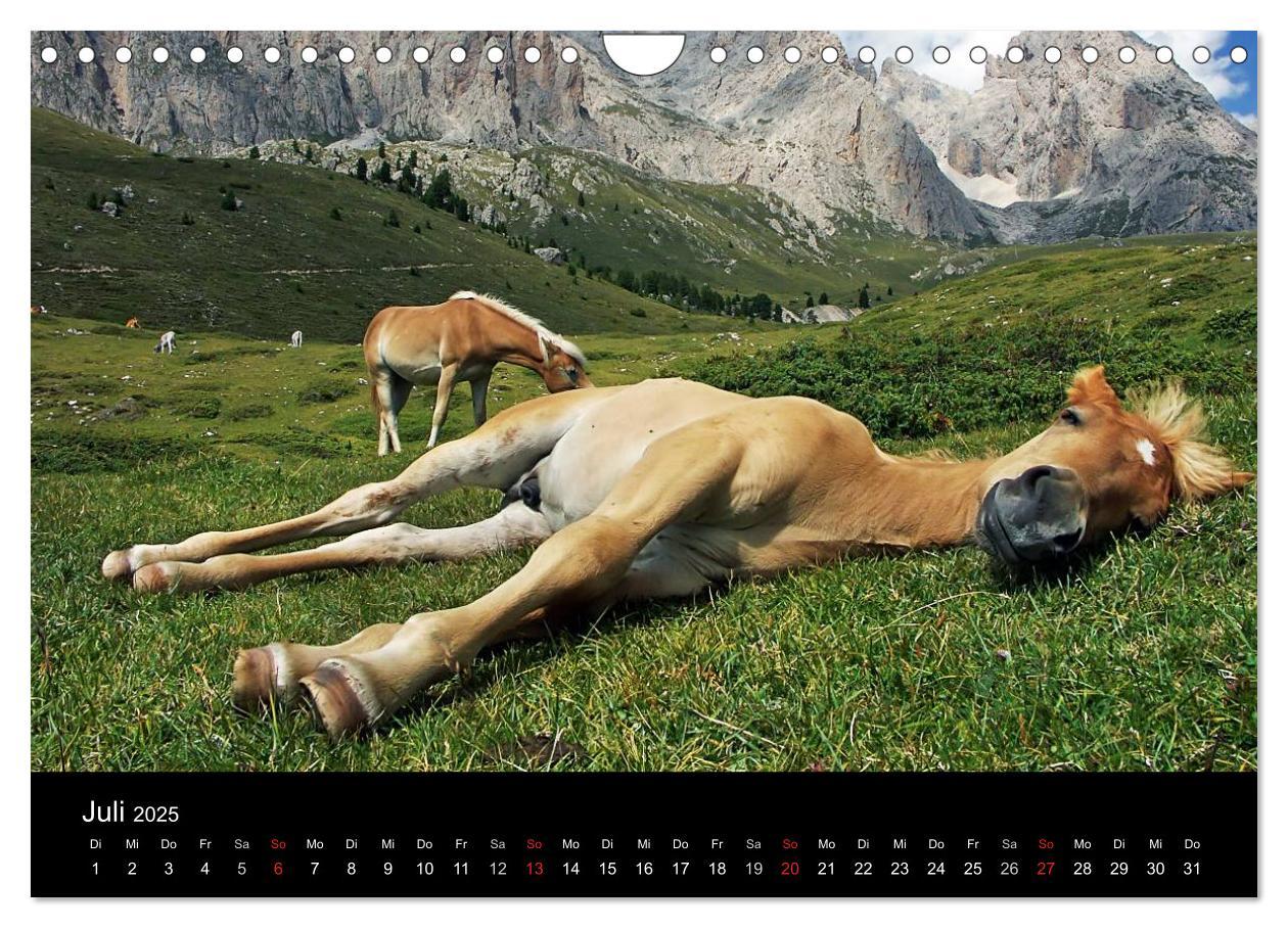 Bild: 9783435565139 | Wunderschöne Haflingerwelt (Wandkalender 2025 DIN A4 quer),...