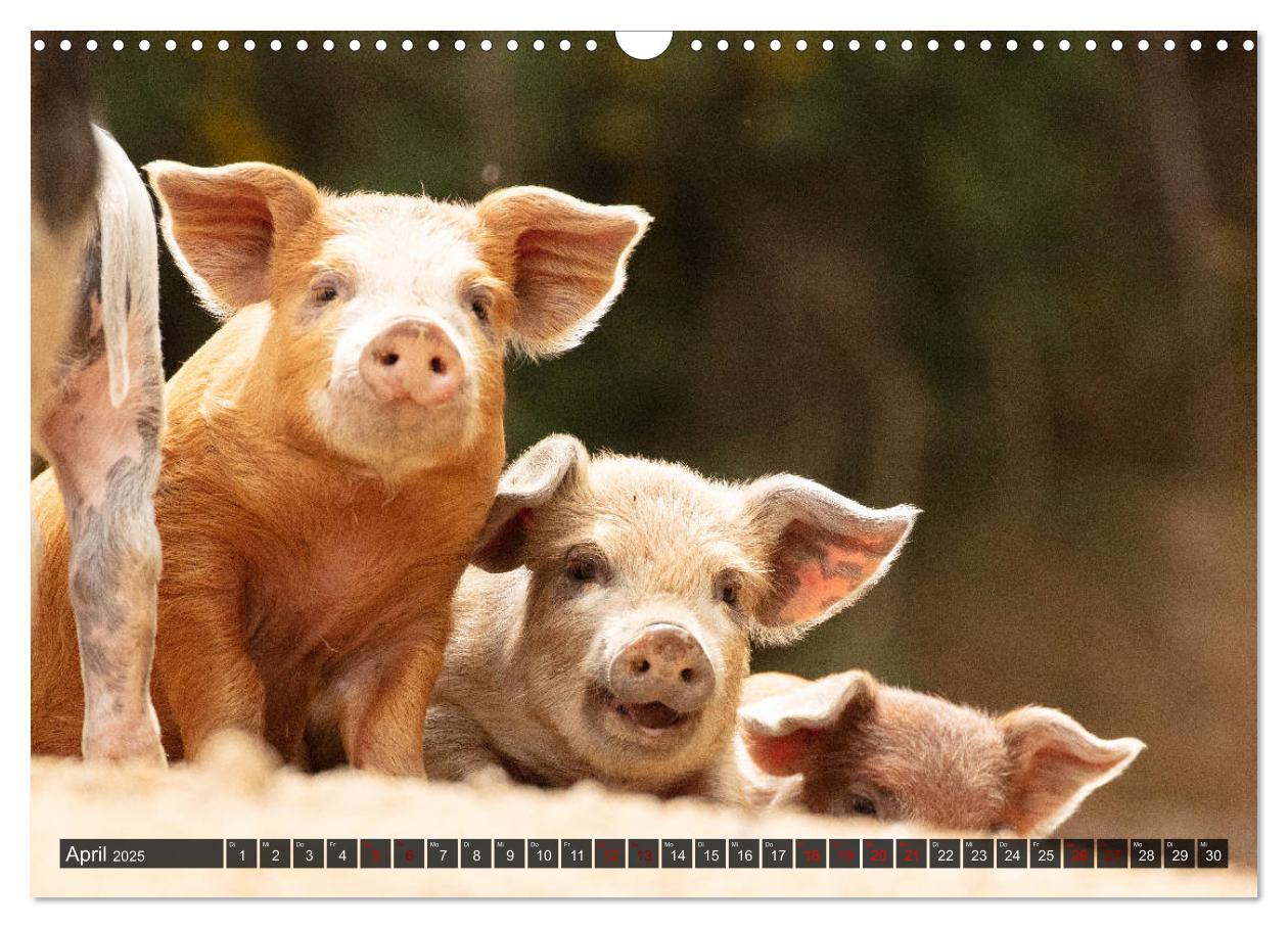 Bild: 9783435261529 | Korsika - süße, wilde Schweinchen (Wandkalender 2025 DIN A3 quer),...