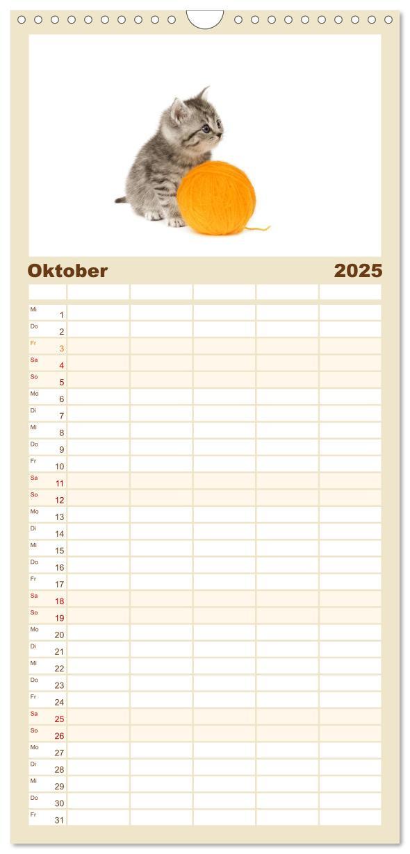 Bild: 9783457113851 | Familienplaner 2025 - Katzenbabys mit 5 Spalten (Wandkalender, 21 x...