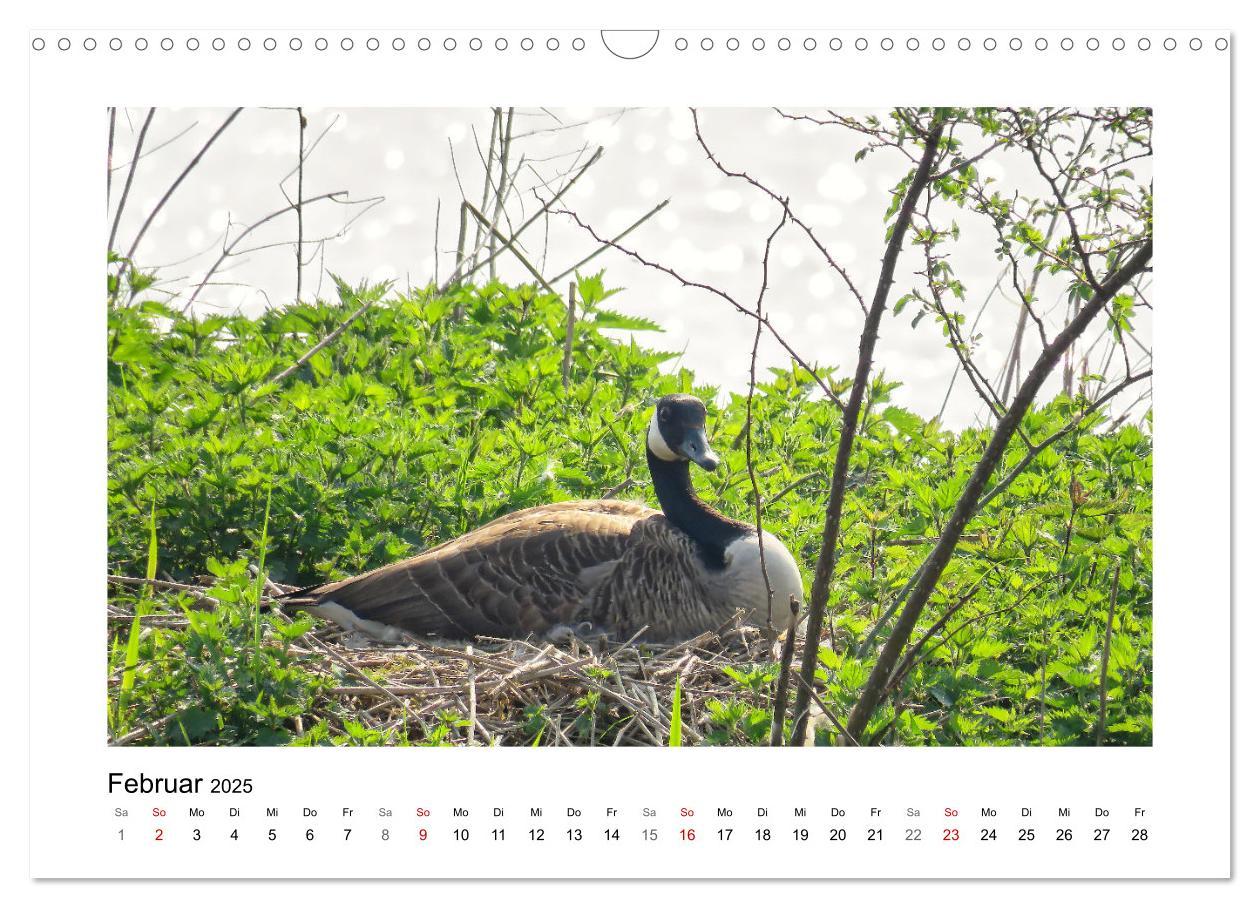 Bild: 9783383977046 | Gänse, geselliges Federvieh (Wandkalender 2025 DIN A3 quer),...