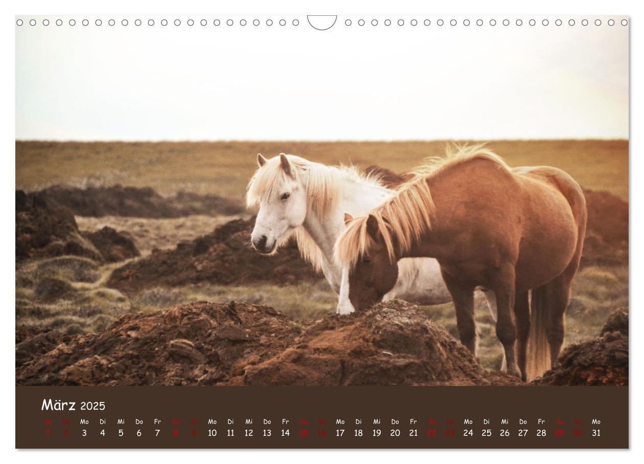 Bild: 9783435071814 | Das Islandpferd (Wandkalender 2025 DIN A3 quer), CALVENDO...