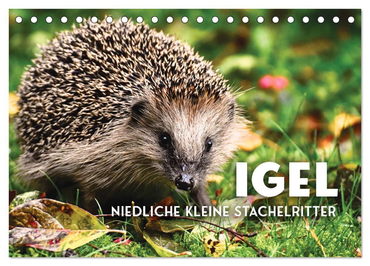 Cover: 9783383940613 | Igel - Niedliche kleine Stachelritter (Tischkalender 2025 DIN A5...