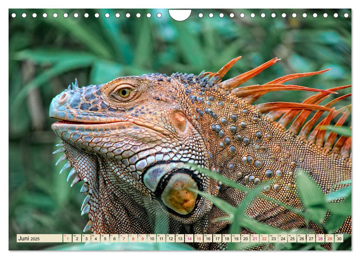 Bild: 9783435335930 | Wunderschöner Leguan (Wandkalender 2025 DIN A4 quer), CALVENDO...