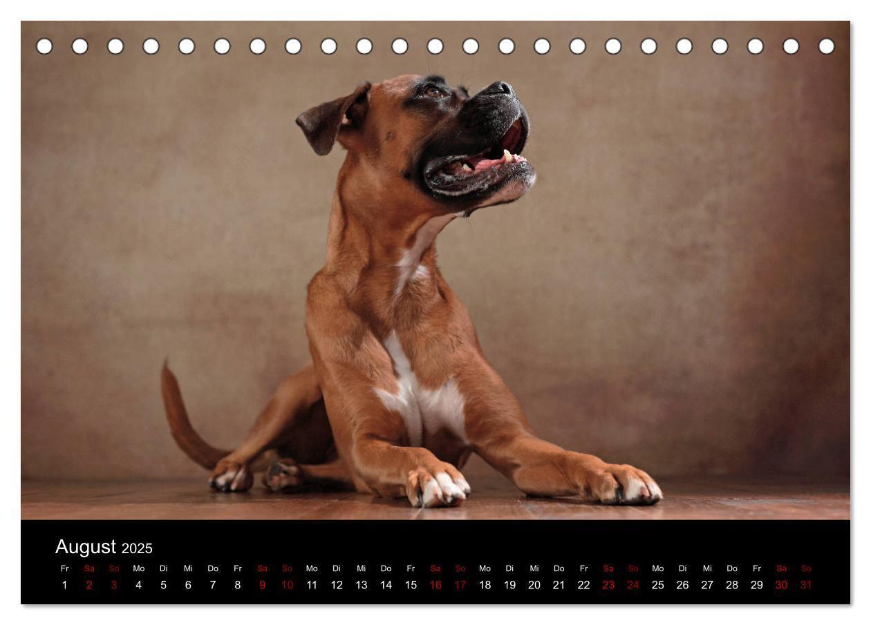 Bild: 9783435435494 | Liebenswerte Boxer (Tischkalender 2025 DIN A5 quer), CALVENDO...