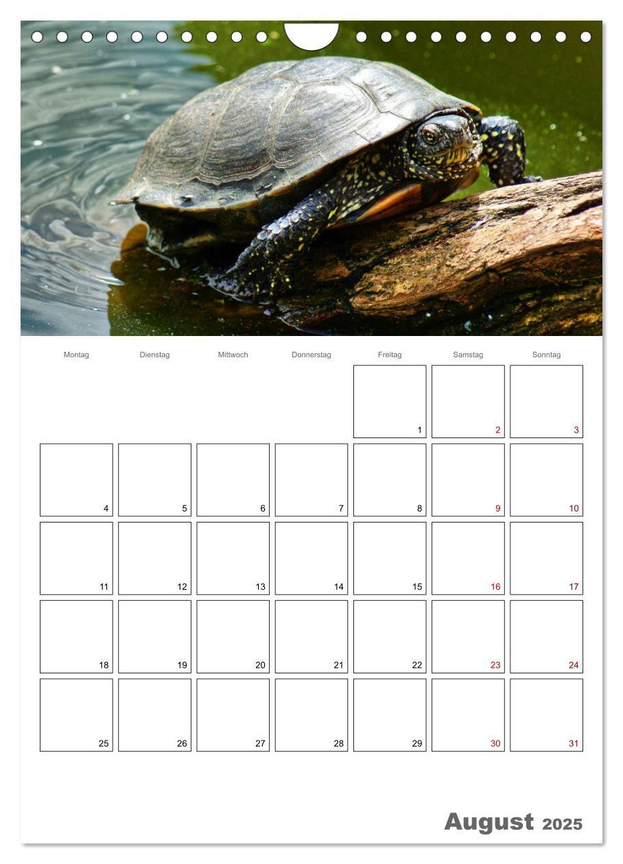 Bild: 9783457004876 | Langsame Schildkröten (Wandkalender 2025 DIN A4 hoch), CALVENDO...