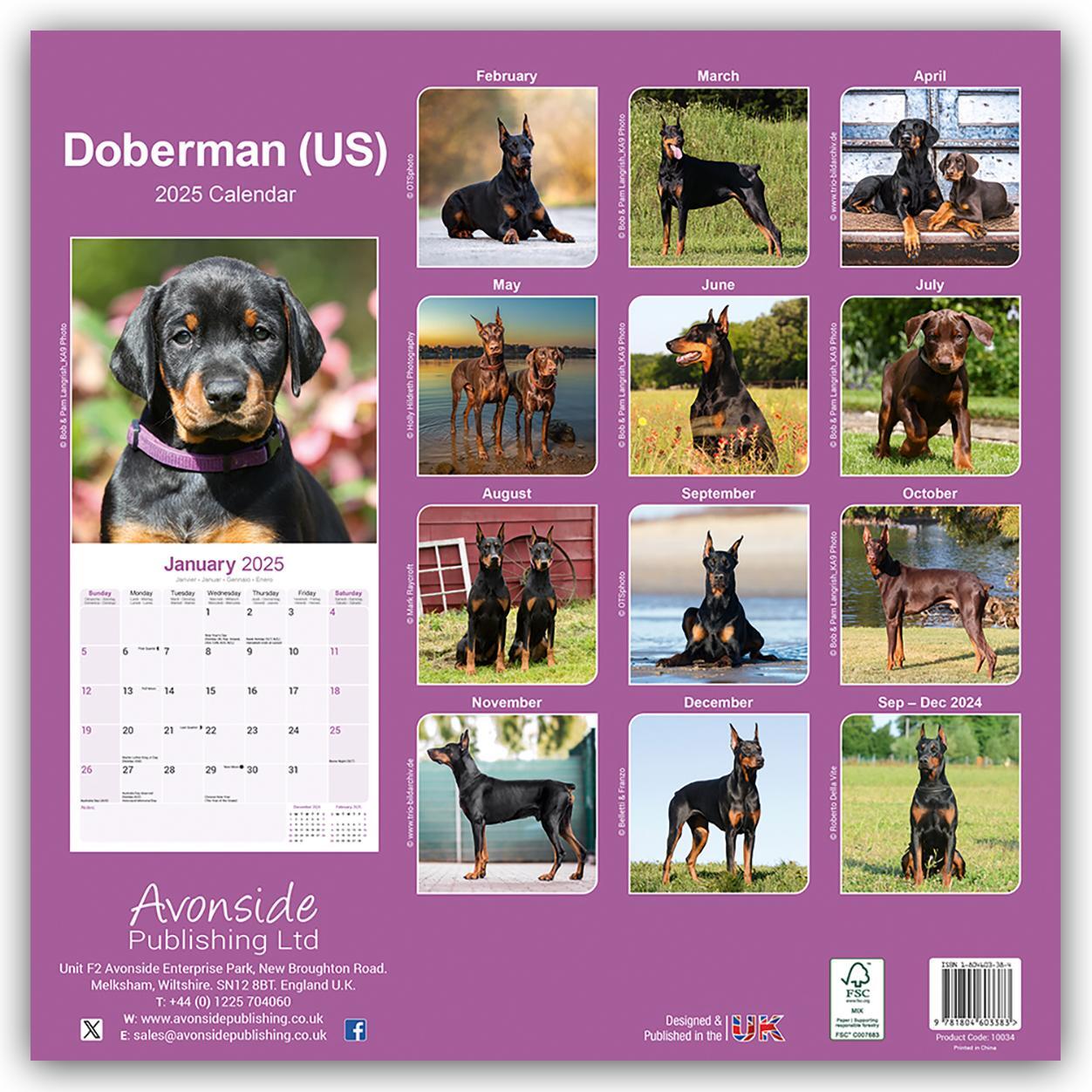 Rückseite: 9781804603383 | Doberman - Dobermann 2025 - 16-Monatskalender | Ltd | Kalender | 13 S.