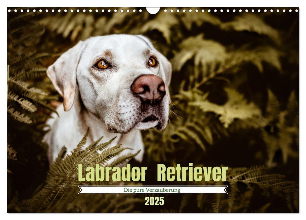 Cover: 9783435018505 | Verzauberung Labrador Retriever 2025 (Wandkalender 2025 DIN A3...