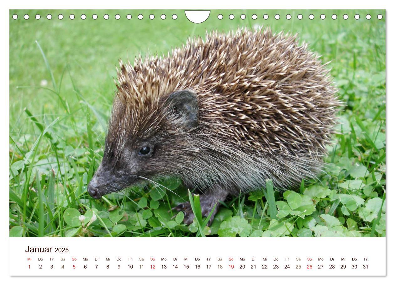 Bild: 9783435473052 | Igel 2025. Tierische Impressionen (Wandkalender 2025 DIN A4 quer),...