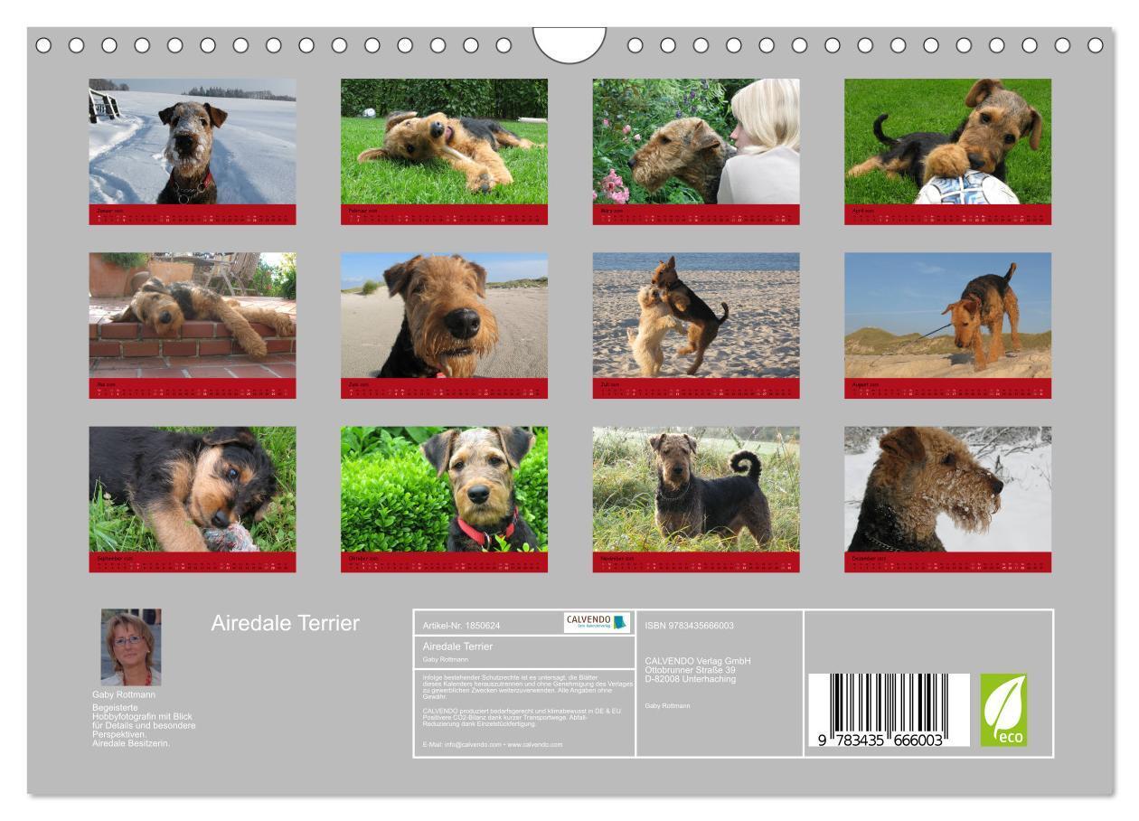 Bild: 9783435666003 | Airedale Terrier (Wandkalender 2025 DIN A4 quer), CALVENDO...