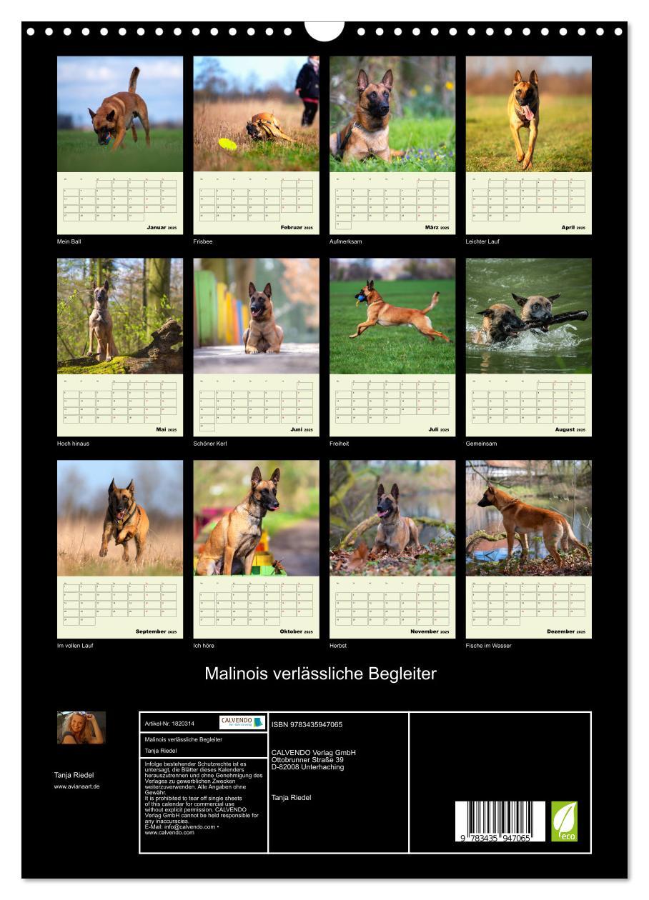 Bild: 9783435947065 | Malinois verlässliche Begleiter (Wandkalender 2025 DIN A3 hoch),...