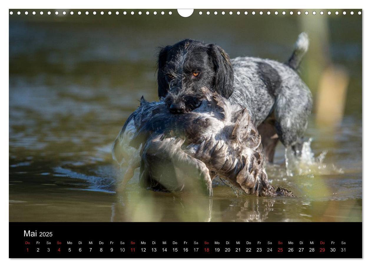 Bild: 9783435640317 | Jagdhunde bei der Arbeit (Wandkalender 2025 DIN A3 quer), CALVENDO...