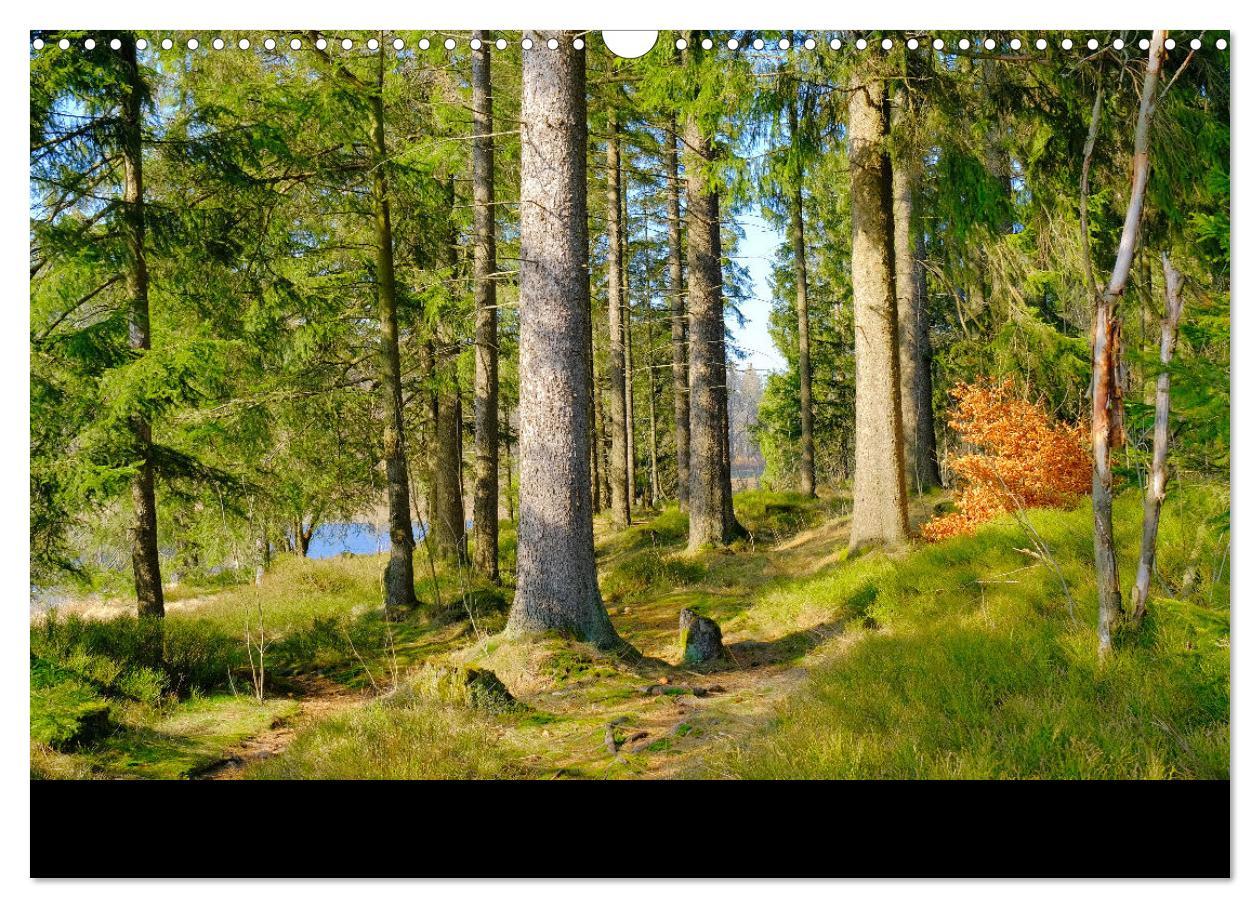 Bild: 9783383901874 | Wald macht glücklich (Wandkalender 2025 DIN A3 quer), CALVENDO...