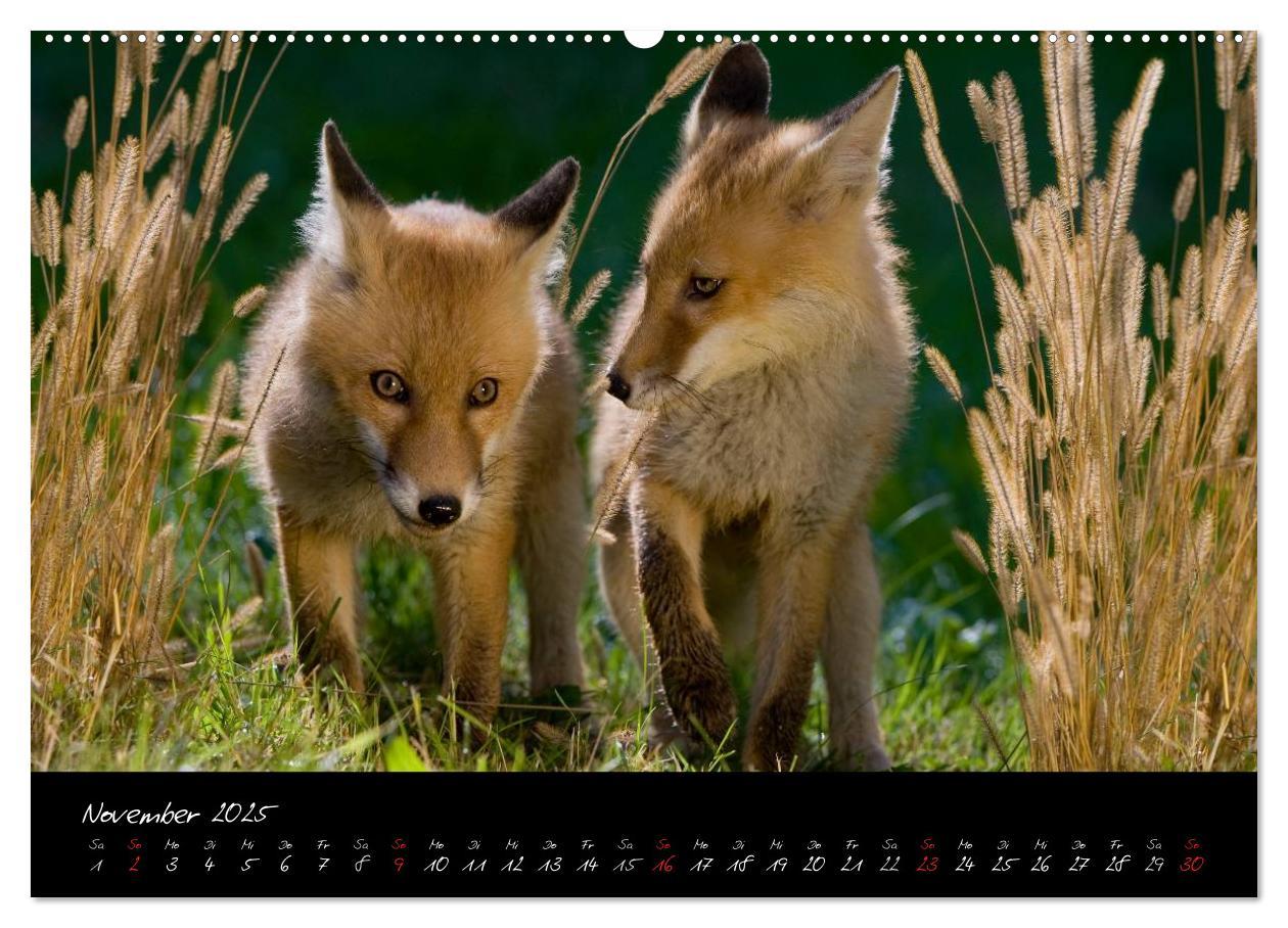 Bild: 9783435823307 | Rotfuchs - Impressionen (Wandkalender 2025 DIN A2 quer), CALVENDO...