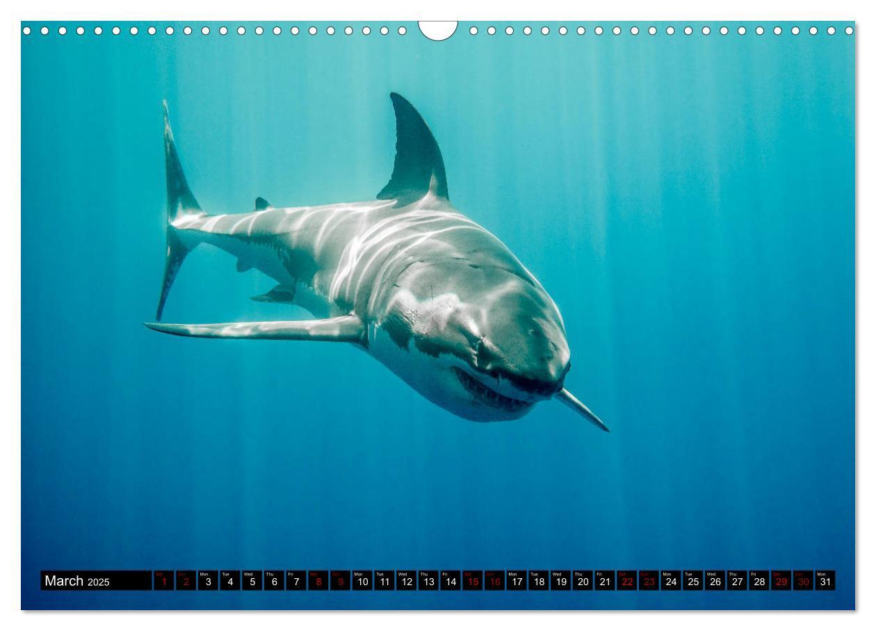 Bild: 9781325942909 | The Great White Shark: King of the Ocean (Wall Calendar 2025 DIN A3...