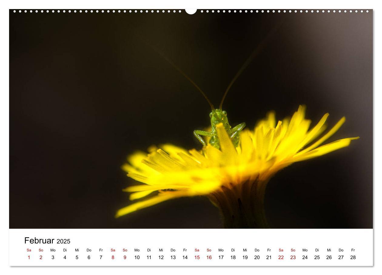 Bild: 9783435163885 | Oberbayerischer Insekten Kalender (hochwertiger Premium...