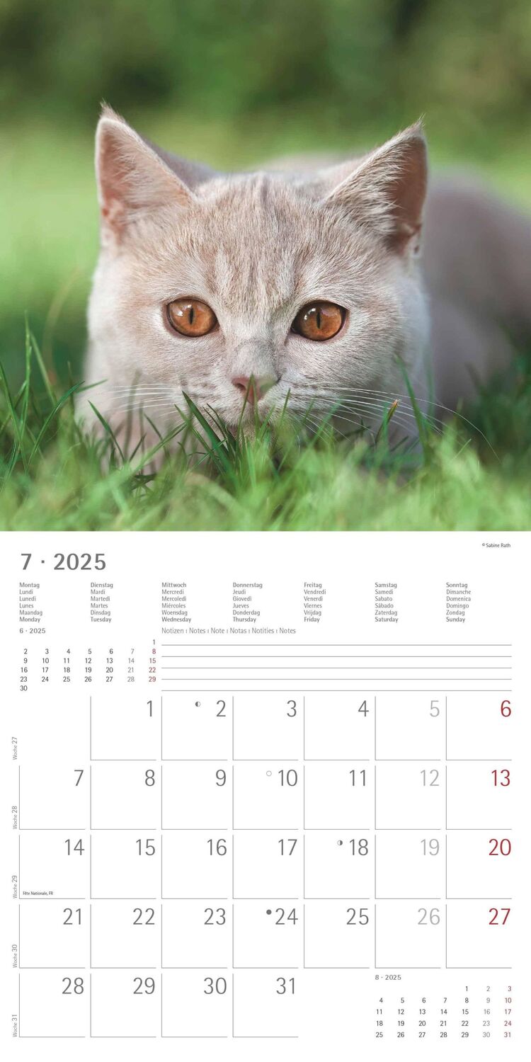 Bild: 4251732340674 | Katzen 2025 - Broschürenkalender 30x30 cm (30x60 geöffnet) -...