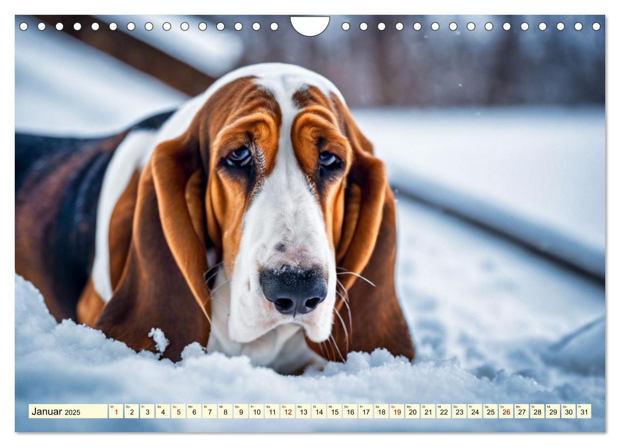 Bild: 9783457054208 | Basset Hound - unverkennbar (Wandkalender 2025 DIN A4 quer),...