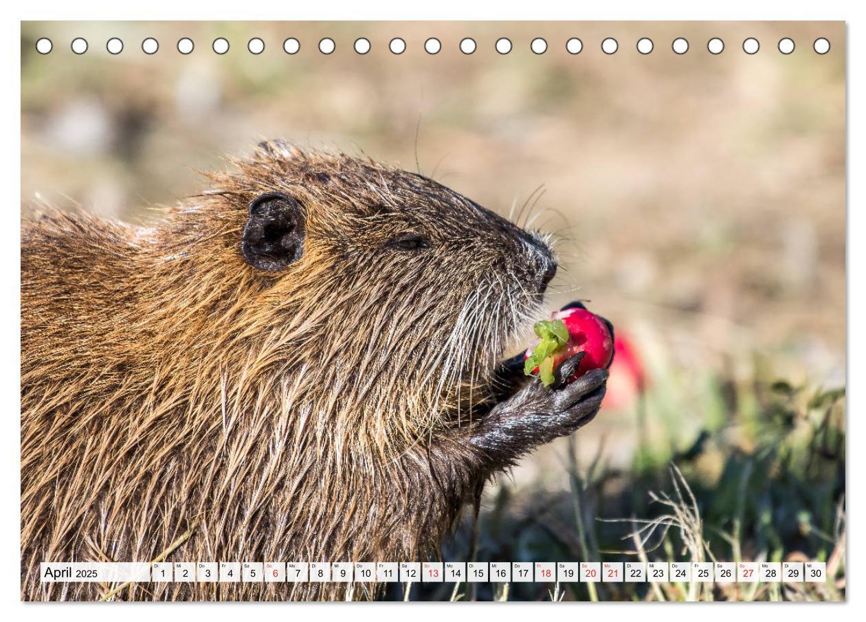 Bild: 9783435312436 | NUTRIA mit Nachwuchs (Tischkalender 2025 DIN A5 quer), CALVENDO...