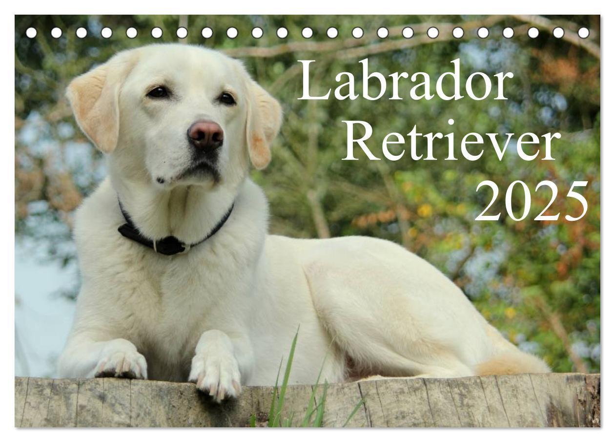 Cover: 9783435754830 | Labrador Retriever 2025 (Tischkalender 2025 DIN A5 quer), CALVENDO...