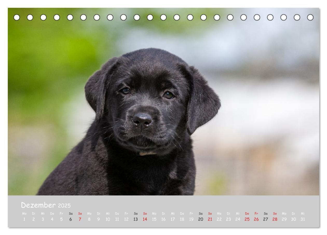 Bild: 9783435531158 | Liebenswerter Labrador 2025 (Tischkalender 2025 DIN A5 quer),...