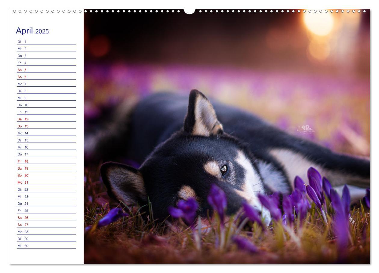 Bild: 9783435101504 | Japans Seelenhunde (Wandkalender 2025 DIN A2 quer), CALVENDO...