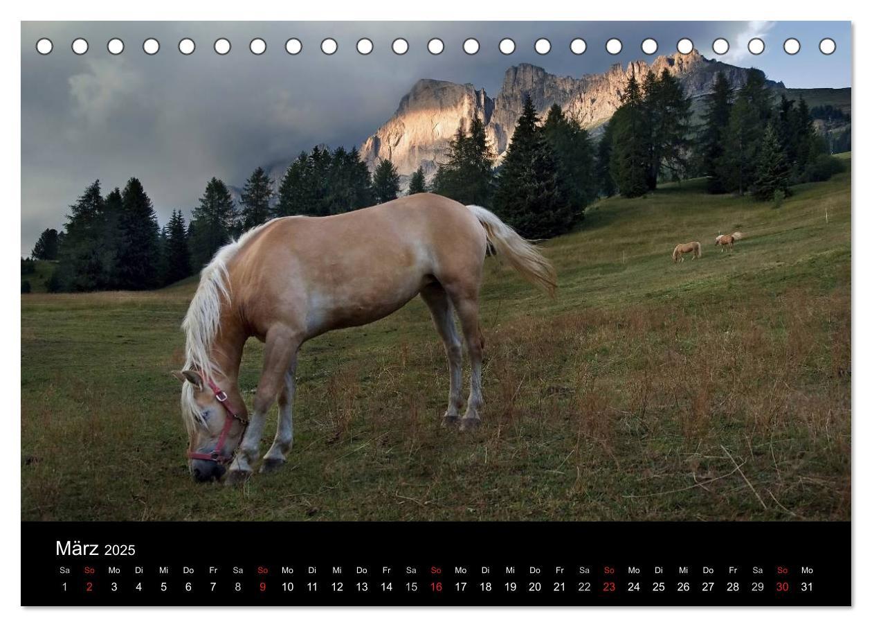 Bild: 9783435555376 | Wunderschöne Haflingerwelt (Tischkalender 2025 DIN A5 quer),...