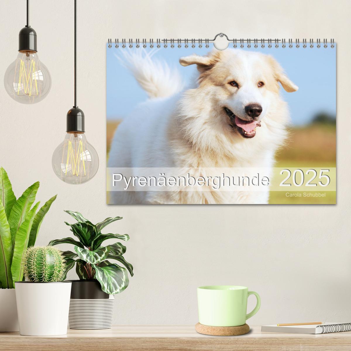 Bild: 9783435055098 | Pyrenäenberghunde (Wandkalender 2025 DIN A4 quer), CALVENDO...