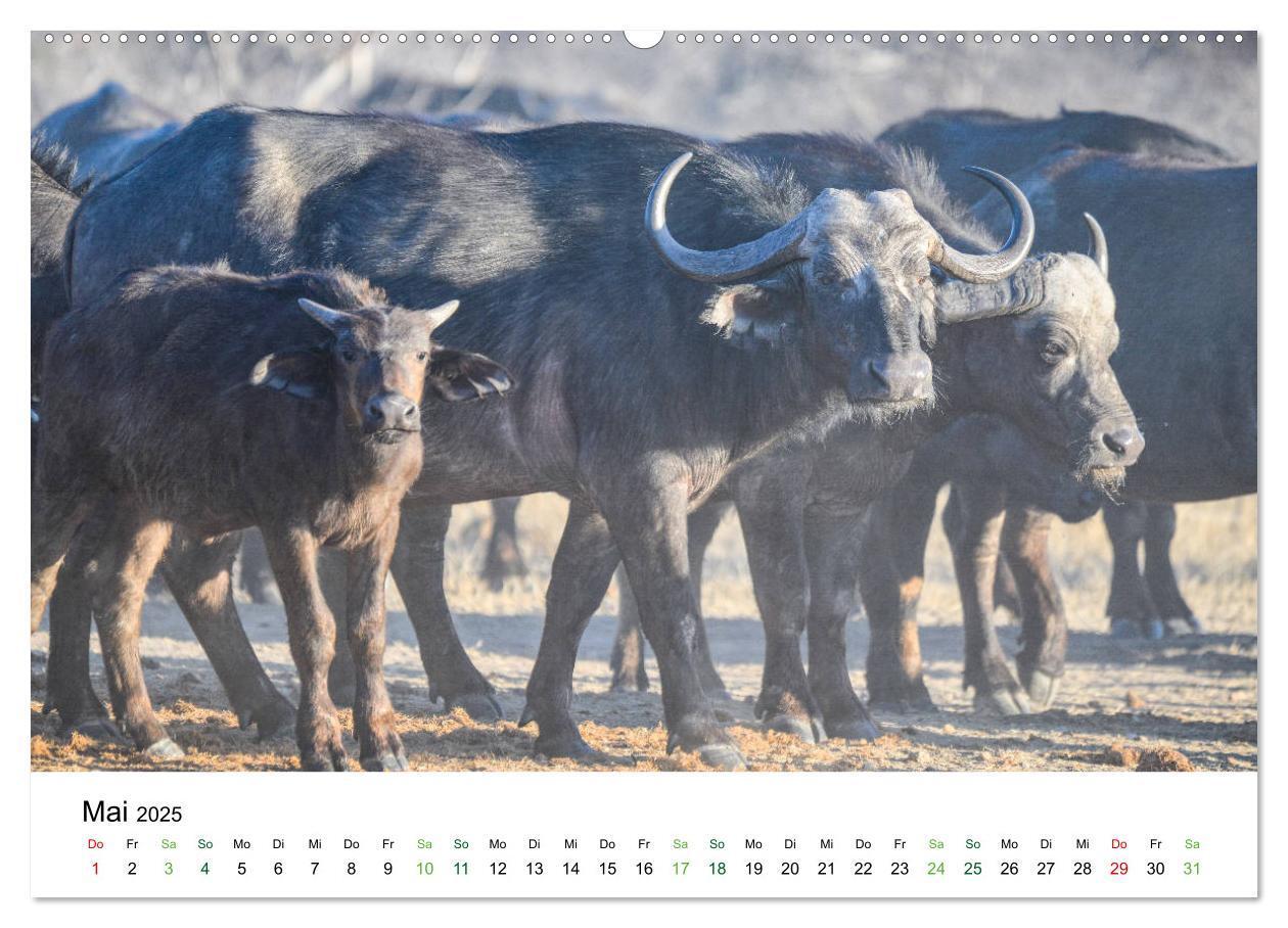 Bild: 9783435238248 | Büffel - wild und schön (Wandkalender 2025 DIN A2 quer), CALVENDO...